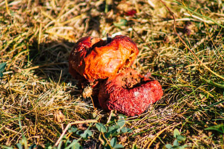 Closeup of rotting apples falling on the ground in the French countryside in summerの写真素材
