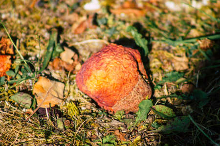 Closeup of rotting apples falling on the ground in the French countryside in summerの写真素材