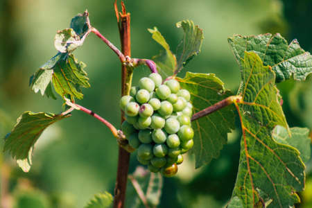 View of the vineyard of Champagne during Autumn in the countryside of Reims in France in the...