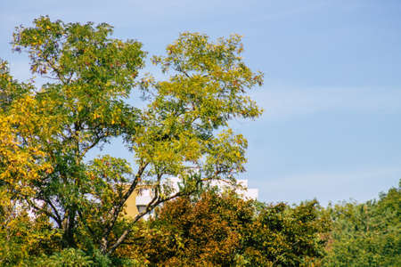 View of green leaves and branches from trees during autumn in France in the afternoon
