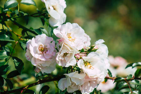 Closeup of roses growing in the countryside of Reims in France in Autumnの写真素材