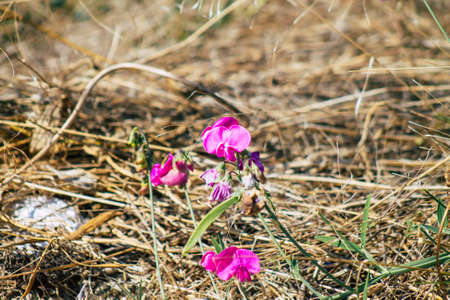 Closeup of wild plants growing in the French countryside in Autumnの写真素材