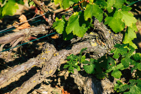 Reims France September 22, 2020 View of Taittinger Champagne house vineyard in early autumn in the...