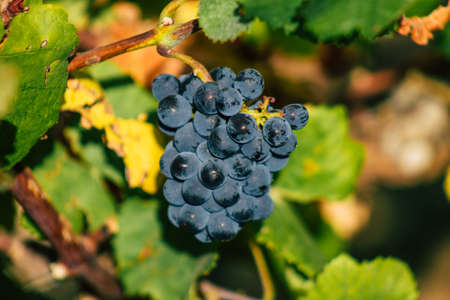 Reims France September 22, 2020 View of Taittinger Champagne house vineyard in early autumn in the countryside of Reims. Taittinger has know how in the service of the creation of exceptional productsの写真素材