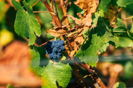 Reims France September 22, 2020 View of Taittinger Champagne house vineyard in early autumn in the...