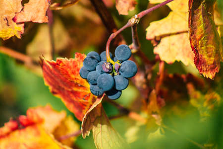Reims France September 22, 2020 View of Taittinger Champagne house vineyard in early autumn in the countryside of Reims. Taittinger has know how in the service of the creation of exceptional productsの写真素材