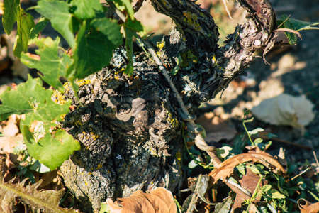 Reims France September 22, 2020 View of Taittinger Champagne house vineyard in early autumn in the countryside of Reims. Taittinger has know how in the service of the creation of exceptional productsの写真素材
