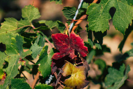 Reims France September 22, 2020 View of Taittinger Champagne house vineyard in early autumn in the countryside of Reims. Taittinger has know how in the service of the creation of exceptional productsの写真素材