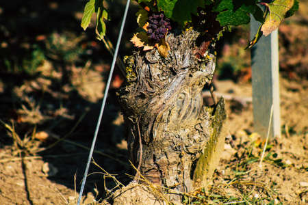 Reims France September 22, 2020 View of Taittinger Champagne house vineyard in early autumn in the countryside of Reims. Taittinger has know how in the service of the creation of exceptional productsの写真素材