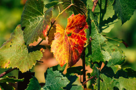 Reims France September 22, 2020 View of Taittinger Champagne house vineyard in early autumn in the countryside of Reims. Taittinger has know how in the service of the creation of exceptional productsの写真素材