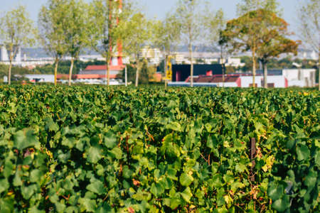 Reims France September 22, 2020 View of Taittinger Champagne house vineyard in early autumn in the...