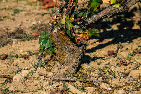 Reims France September 22, 2020 View of Taittinger Champagne house vineyard in early autumn in the countryside of Reims. Taittinger has know how in the service of the creation of exceptional productsのeditorial素材
