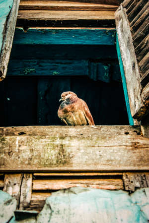 View of the facade of an old house from Nepalの写真素材