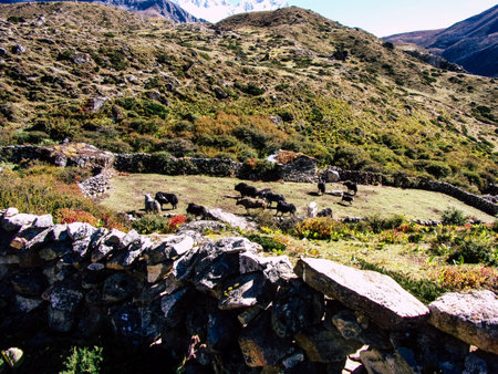 Everest Nepal September 30, 2018 View of the nature and wildlife on the way to Everest Base camp, trek in Nepalの写真素材