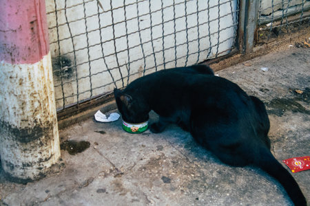 Tel Aviv Israel December 22, 2020 View of abandoned domestic cat living in the streets of Tel Aviv during the city lockdown and the coronavirus outbreak in Israelの写真素材