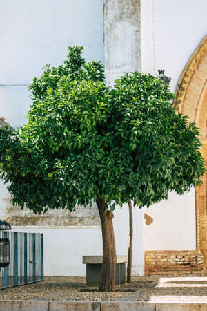 Carmona Spain July 18, 2021 Orange tree growing in the streets of Carmona called The Bright Star of...