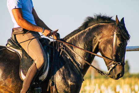 Carmona Spain July 26, 2021 Man ride a horse from Andalousia in the south of Spainの写真素材