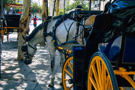 Seville Spain August 11, 2021 Horse drawn carriage ride through the historic center of Seville and during the carriage ride people will be able to contemplate the main monumentsの写真素材