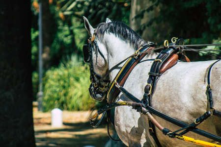 Seville Spain August 28, 2021 Horse drawn carriage ride through the streets of Seville during the...