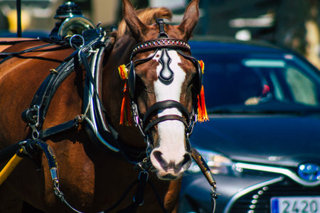 Horse drawn carriage ride through the streets of Seville during the coronavirus outbreak hitting Spain, wearing a mask is mandatoryの写真素材