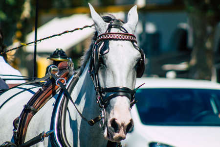 Seville Spain September 18, 2021 Horse drawn carriage ride through the streets of Seville during the coronavirus outbreak hitting Spain, wearing a mask is mandatoryのeditorial素材