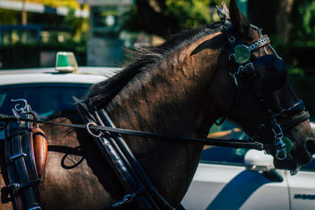 Seville Spain September 18, 2021 Horse drawn carriage ride through the streets of Seville during the coronavirus outbreak hitting Spain, wearing a mask is mandatoryのeditorial素材