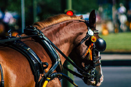 Seville Spain September 18, 2021 Horse drawn carriage ride through the streets of Seville during the coronavirus outbreak hitting Spain, wearing a mask is mandatoryのeditorial素材
