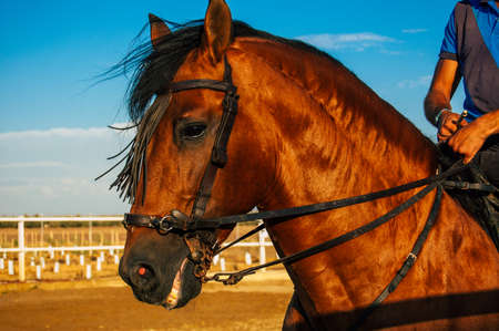 Seville Spain September 15, 2021 Unidentified Spanish people tending to horses at a hacienda in Andalusia in southern Spainのeditorial素材