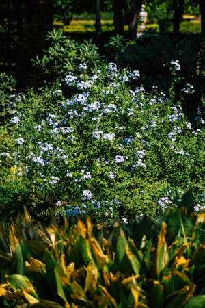 Seville Spain September 28, 2021 Maria Luisa Park is the first urban park and one of the green lungs of Seville, emblematic city and capital of the Andalusia regionの写真素材