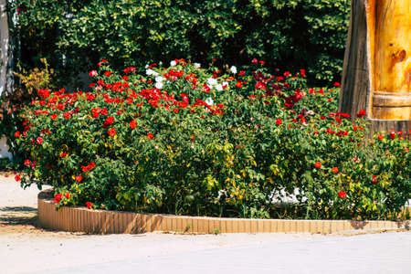 Seville Spain September 28, 2021 Maria Luisa Park is the first urban park and one of the green lungs of Seville, emblematic city and capital of the Andalusia regionの写真素材
