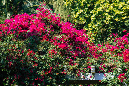 Seville Spain September 28, 2021 Maria Luisa Park is the first urban park and one of the green lungs of Seville, emblematic city and capital of the Andalusia regionの写真素材
