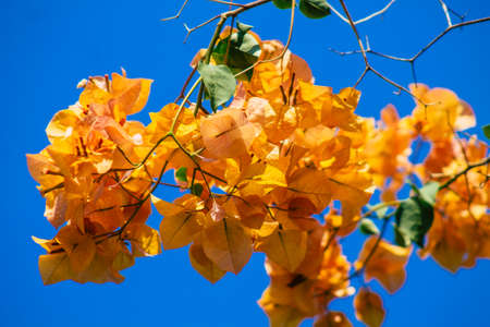 Seville Spain September 28, 2021 Maria Luisa Park is the first urban park and one of the green lungs of Seville, emblematic city and capital of the Andalusia regionの写真素材