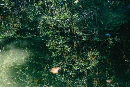 Seville Spain September 28, 2021 Maria Luisa Park is the first urban park and one of the green lungs of Seville, emblematic city and capital of the Andalusia regionの写真素材