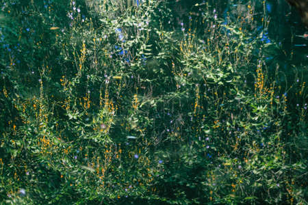 Seville Spain September 28, 2021 Maria Luisa Park is the first urban park and one of the green lungs of Seville, emblematic city and capital of the Andalusia regionの写真素材