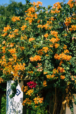 Seville Spain September 28, 2021 Maria Luisa Park is the first urban park and one of the green lungs of Seville, emblematic city and capital of the Andalusia regionの写真素材