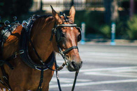 Seville Spain September 04, 2021 Horse drawn carriage ride through the streets of Seville during the coronavirus outbreak hitting Spain, wearing a mask is mandatoryのeditorial素材
