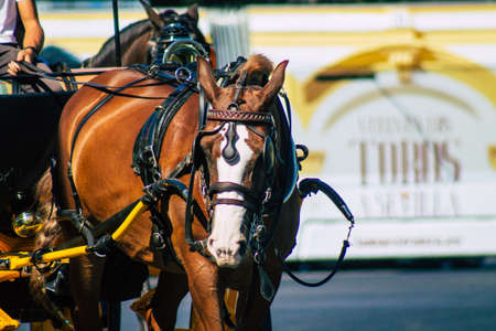 Seville Spain September 04, 2021 Horse drawn carriage ride through the streets of Seville during the coronavirus outbreak hitting Spain, wearing a mask is mandatoryのeditorial素材
