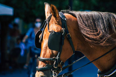 Seville Spain September 04, 2021 Horse drawn carriage ride through the streets of Seville during the coronavirus outbreak hitting Spain, wearing a mask is mandatoryのeditorial素材