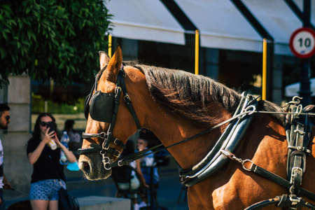 Seville Spain September 04, 2021 Horse drawn carriage ride through the streets of Seville during the coronavirus outbreak hitting Spain, wearing a mask is mandatoryのeditorial素材