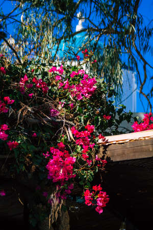 Santorini, Megalochori, Greece - October 24, 2021 Cityscape of Megalochori, the small traditional white houses typical of this island are perched on the side of the ancient active volcanoのeditorial素材