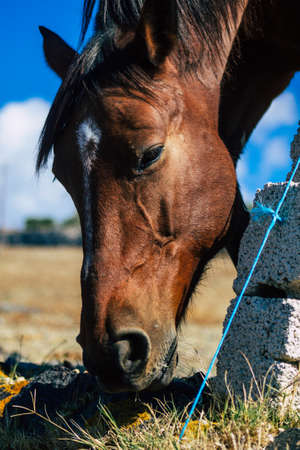 Santorini, Greece - October 28, 2021 Horse in an open enclosure in Santorini, generally used by tourists for rides and to visit the island of Santoriniのeditorial素材