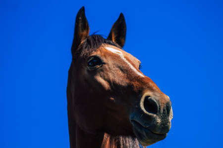 Santorini, Greece - October 28, 2021 Horse in an open enclosure in Santorini, generally used by tourists for rides and to visit the island of Santoriniのeditorial素材