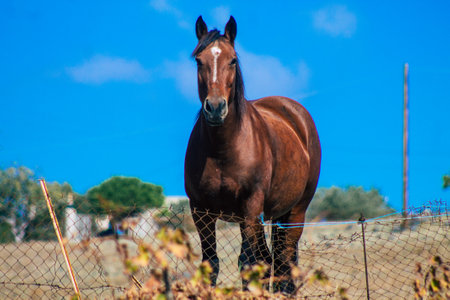 Santorini, Greece - October 28, 2021 Horse in an open enclosure in Santorini, generally used by tourists for rides and to visit the island of Santoriniのeditorial素材