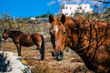 Santorini, Greece - October 28, 2021 Horse in an open enclosure in Santorini, generally used by tourists for rides and to visit the island of Santoriniのeditorial素材