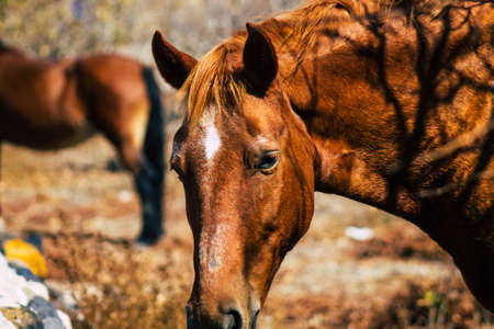 Santorini, Greece - October 28, 2021 Horse in an open enclosure in Santorini, generally used by tourists for rides and to visit the island of Santoriniのeditorial素材