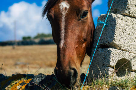 Santorini, Greece - October 28, 2021 Horse in an open enclosure in Santorini, generally used by tourists for rides and to visit the island of Santoriniのeditorial素材