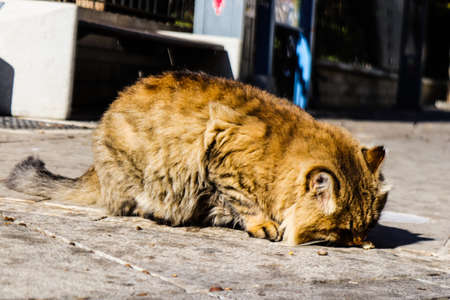 Limassol, Cyprus - November 29, 2021 Domestic cat living in the streets of Limassol in Cyprus islandの写真素材