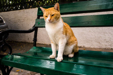 Limassol, Cyprus - November 29, 2021 Domestic cat living in the streets of Limassol in Cyprus islandの写真素材