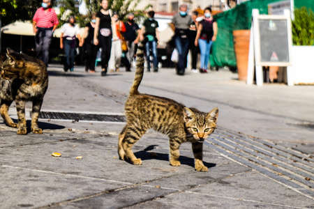 Limassol, Cyprus - November 29, 2021 Domestic cat living in the streets of Limassol in Cyprus islandの写真素材