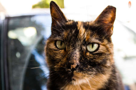 Limassol, Cyprus - November 29, 2021 Domestic cat living in the streets of Limassol in Cyprus islandの写真素材